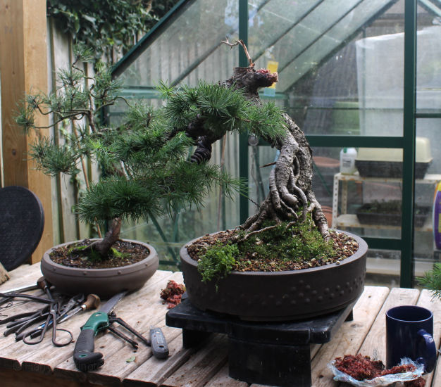 larch bonsai